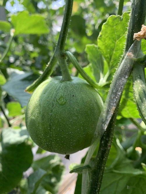 最近娱乐圈可以吃的瓜