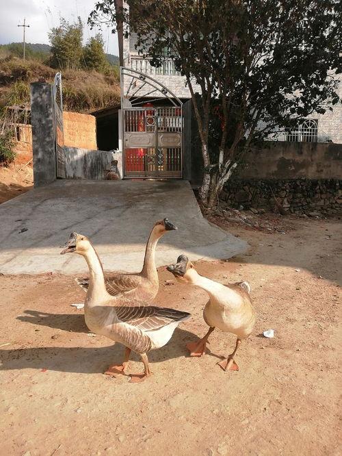 吃瓜娱乐鹅,揭秘娱乐圈背后的那些事儿